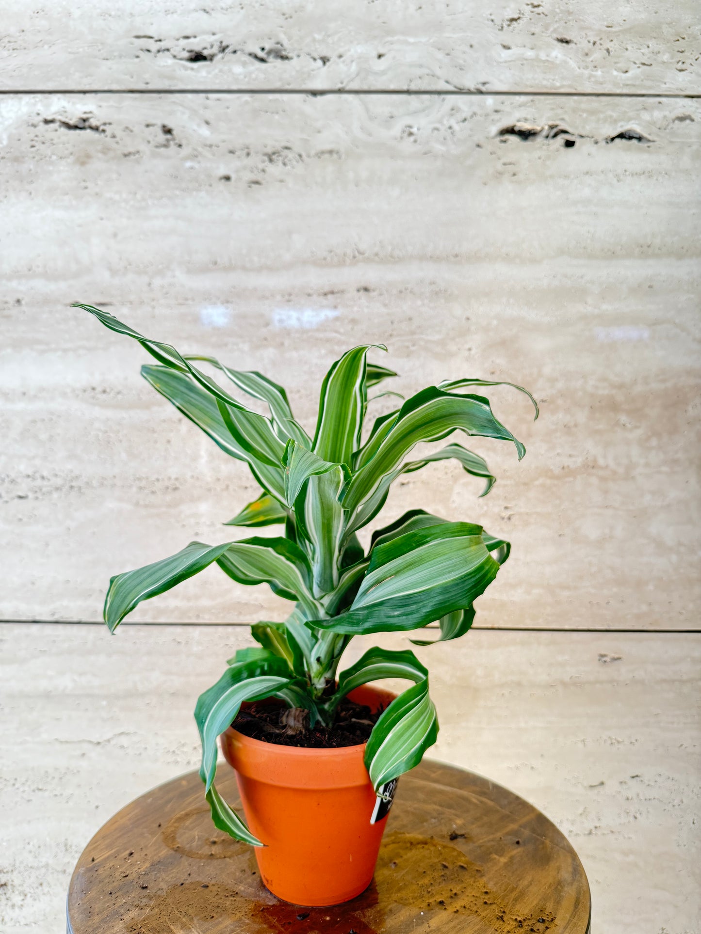 Dracaena Dragonmix in Terra Cotta with saucer with luxe label