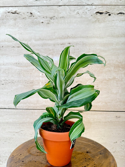 Dracaena Dragonmix in Terra Cotta with saucer with luxe label