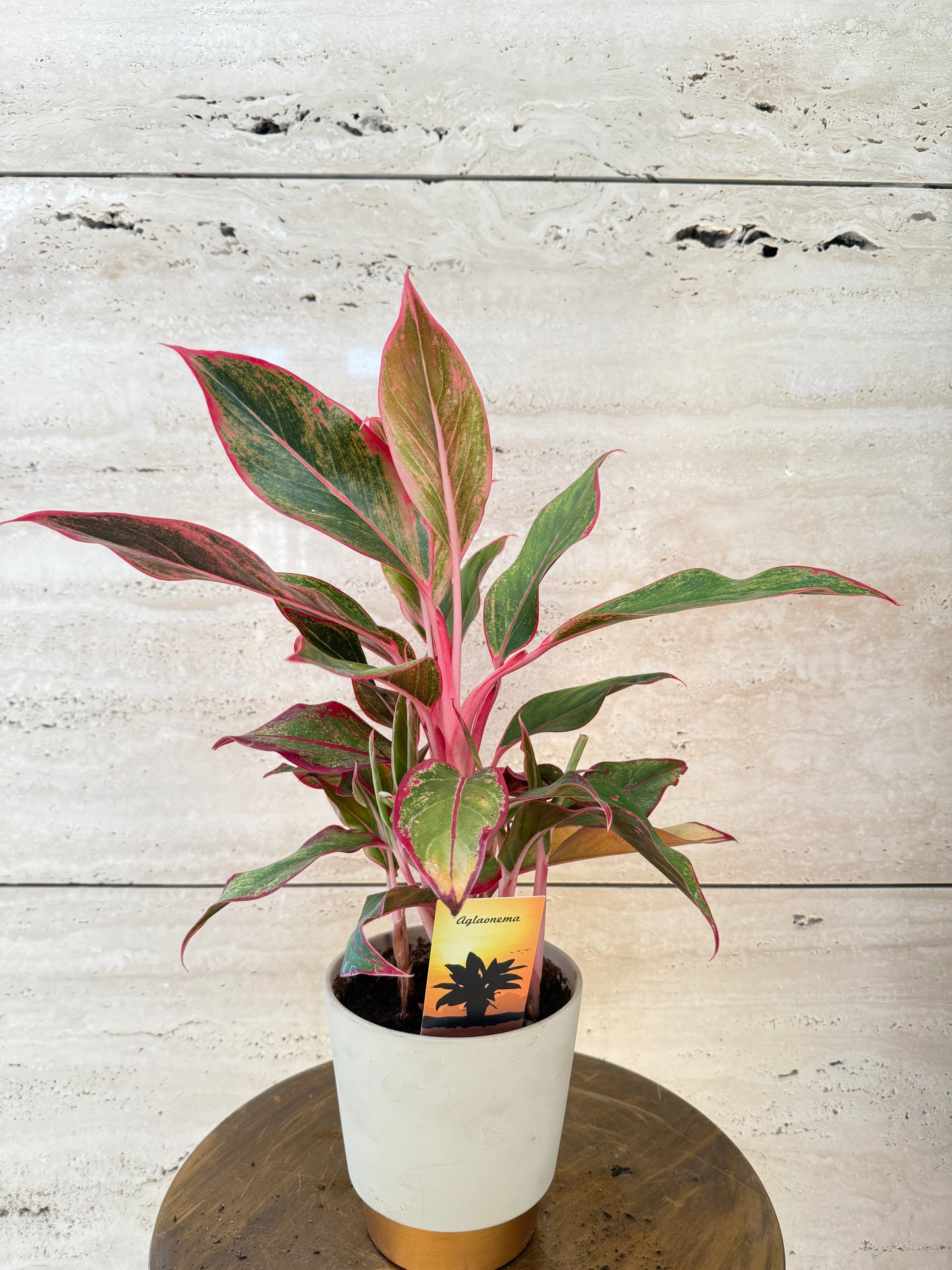 Aglaonema  مع حوض