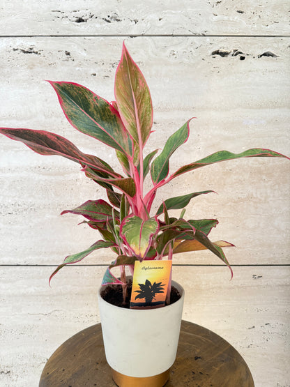 Aglaonema  مع حوض