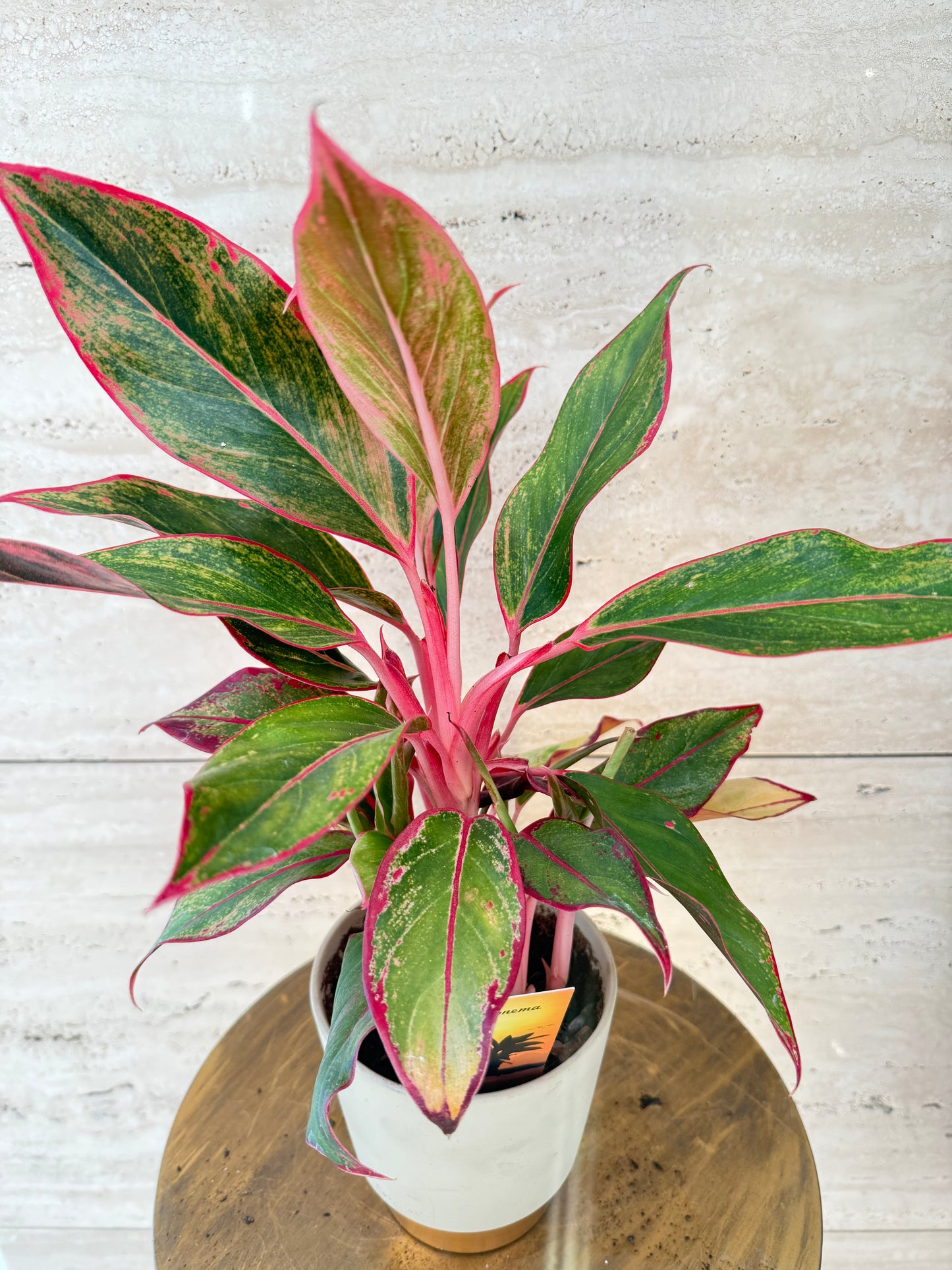 Aglaonema  مع حوض