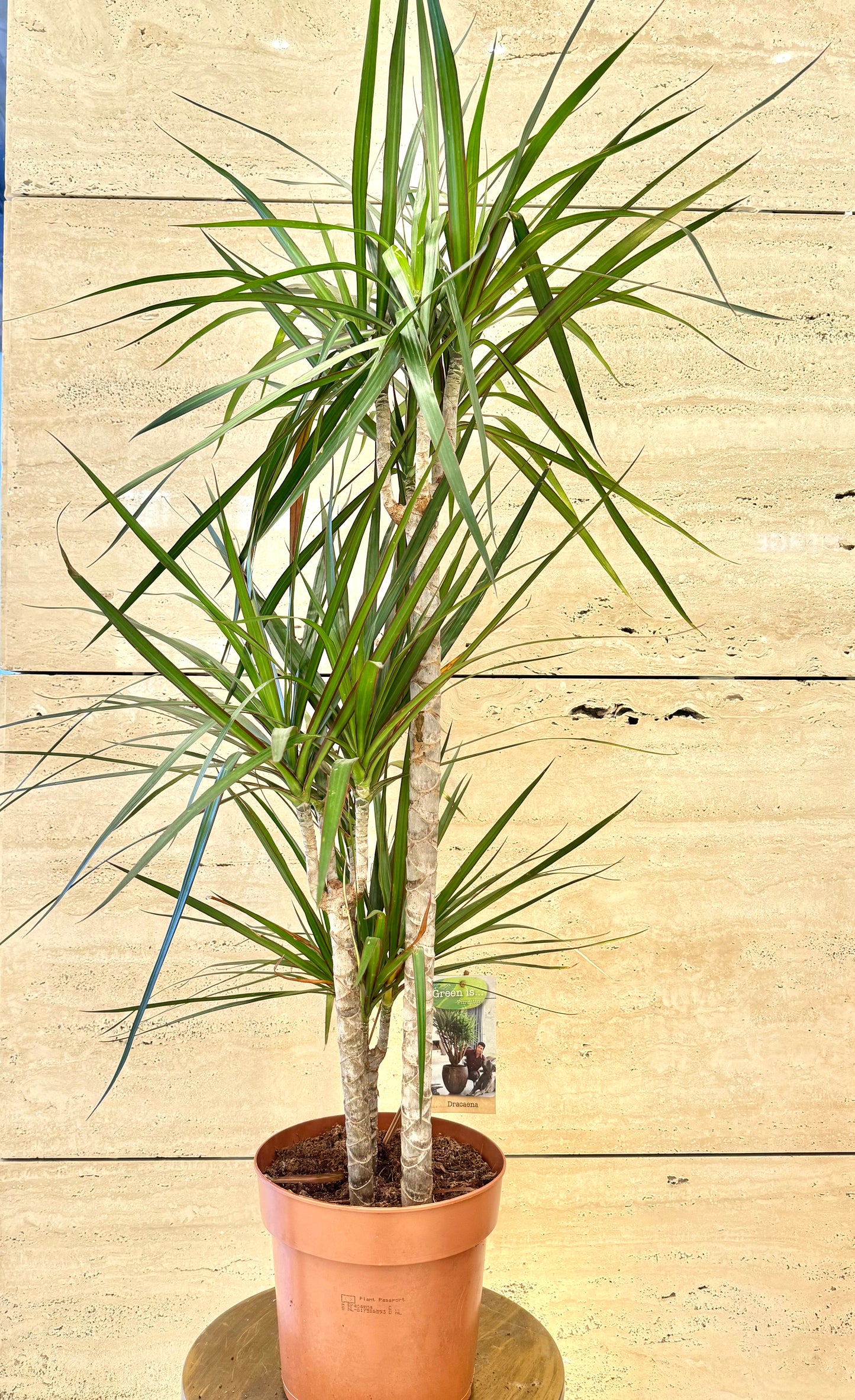 Dracaena marg. mixed 3 varieties