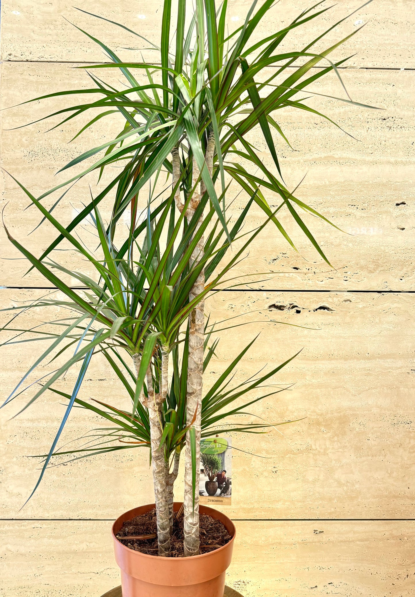 Dracaena marg. mixed 3 varieties