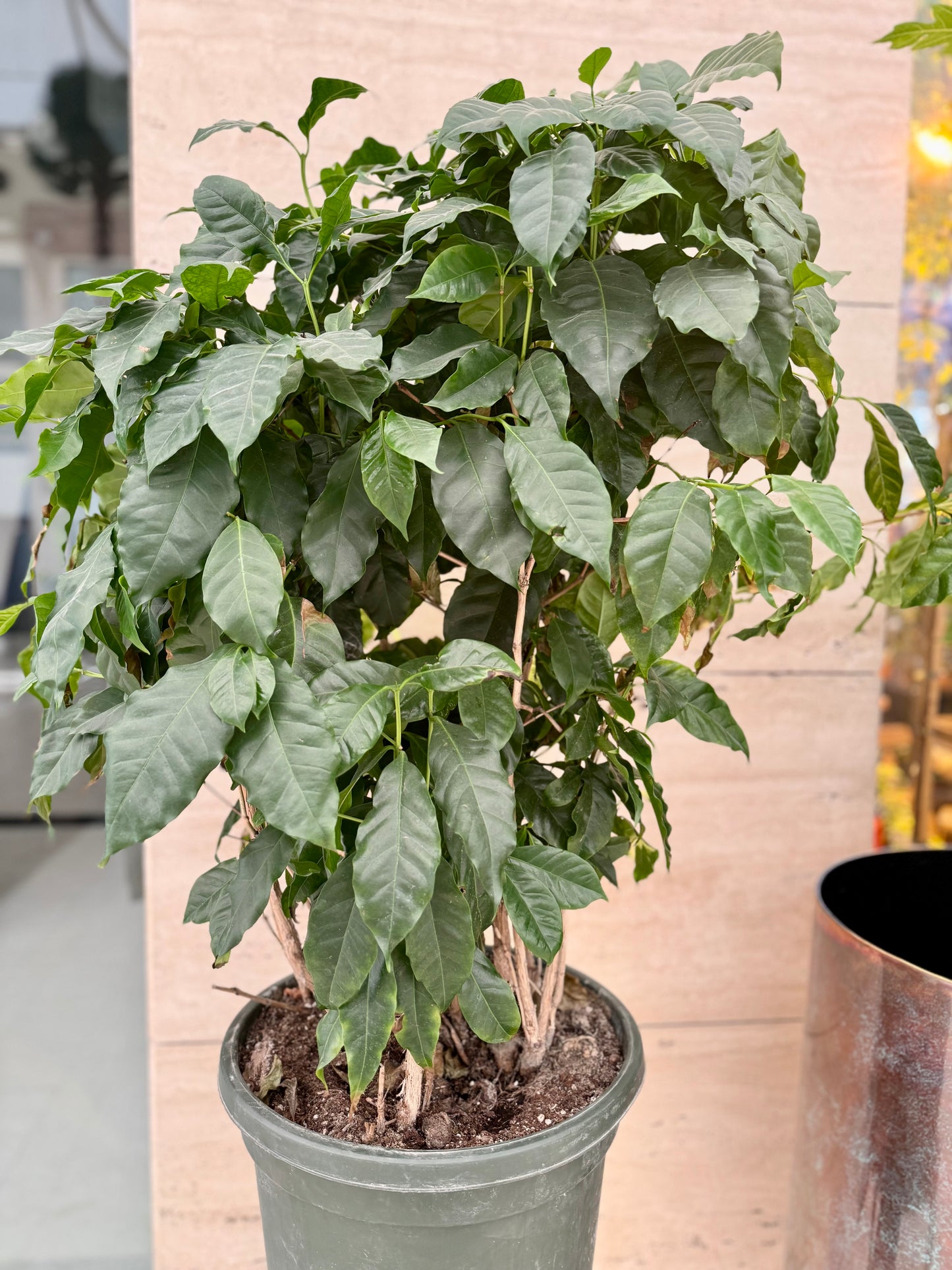 Coffea arabica قهوة عربية