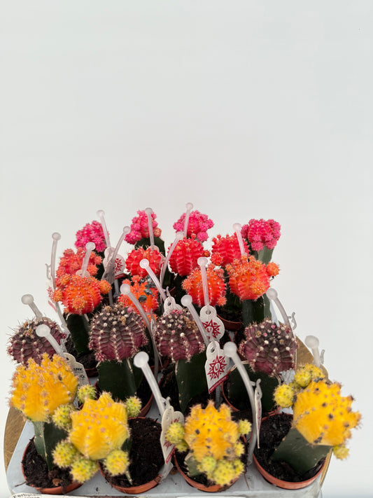 Gymnocalycium mixed 5,5 cm صبار حبة وحده