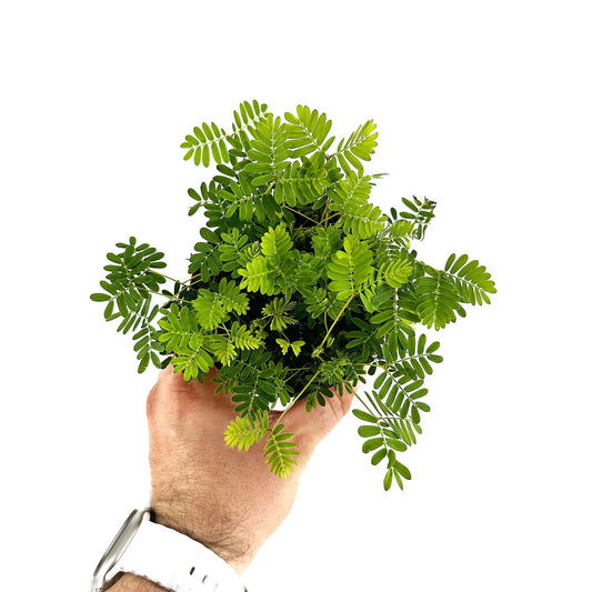 Mimosa pudica المستحية