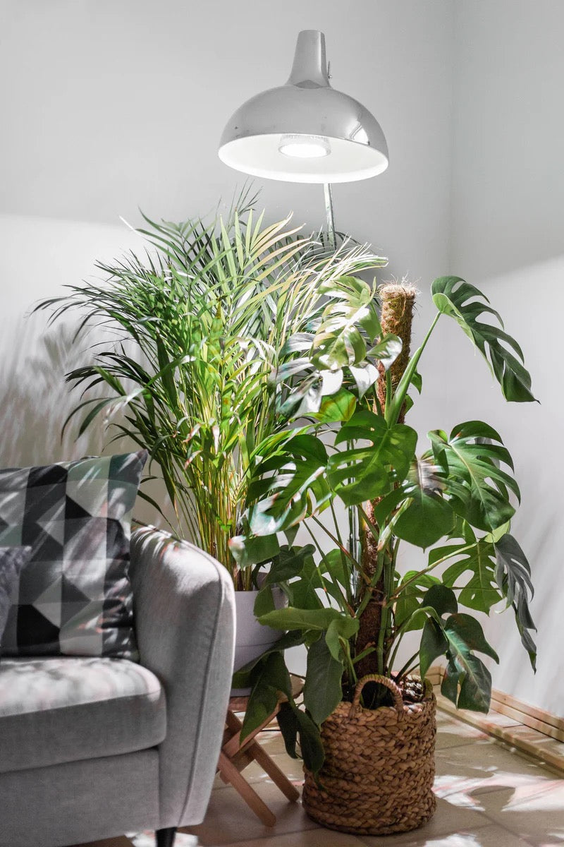 E27 plant lamp "Indoor Plants" - LED plant lamp