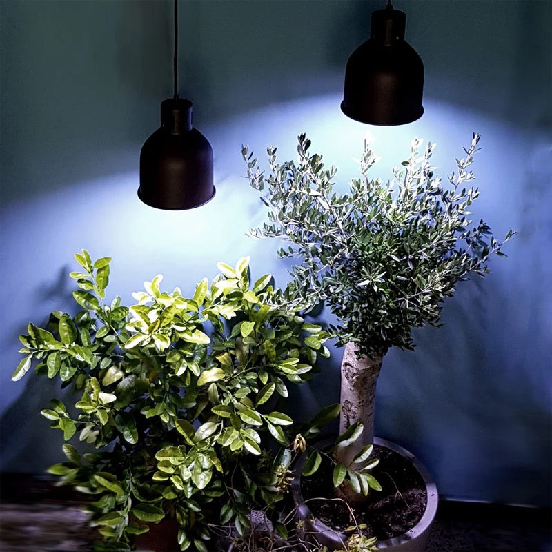 E27 plant lamp "Winter" - LED plant lamp