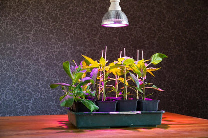 E27 plant lamp "Cultura" - LED plant lamp 6 watts