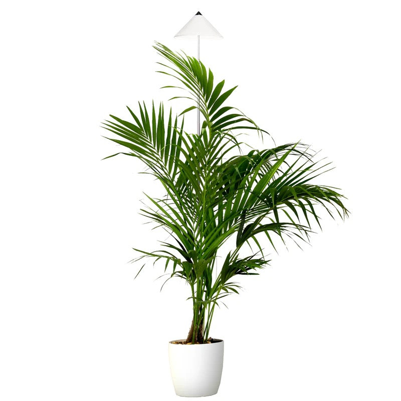 light SUN light XL 25 Watt - LED plant lamp