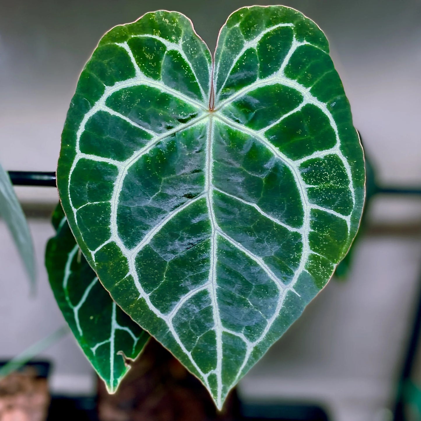 Anthurium  crystallinu pot 27 أنثوريوم كريستالينوم