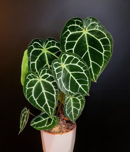 Anthurium  crystallinu pot 27 أنثوريوم كريستالينوم