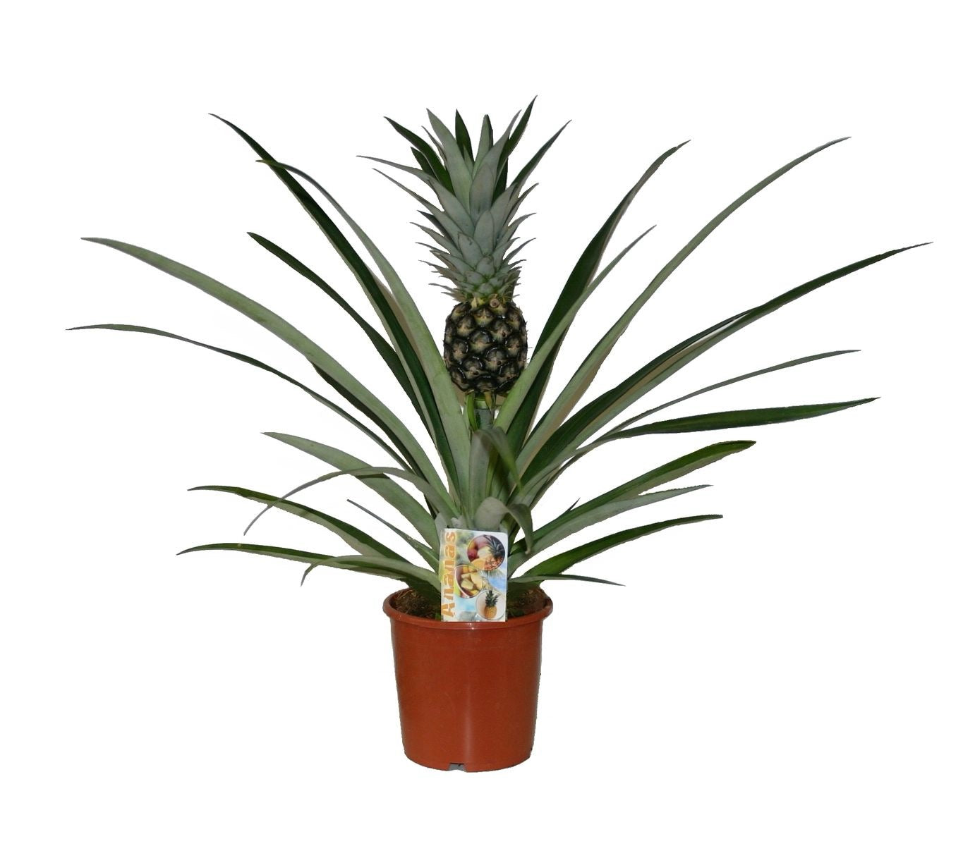 انناس جامباكا Ananas Champaca 14 cm