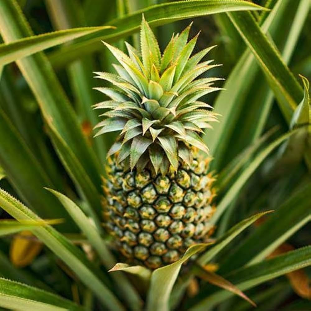 انناس جامباكا Ananas Champaca 14 cm