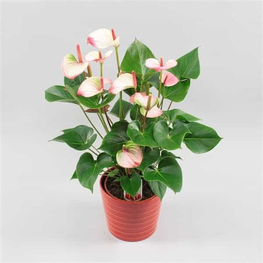 Anthurium a. princess amalia elegan أنثوريوم برينسيس أماليا إليغان