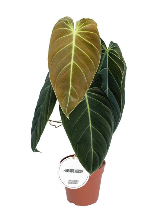 Philodendron melanochrysum فيلوديندرون ميلانوكريسوم