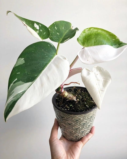 Philodendron white princess فيلوديندرون وايت برينسيس