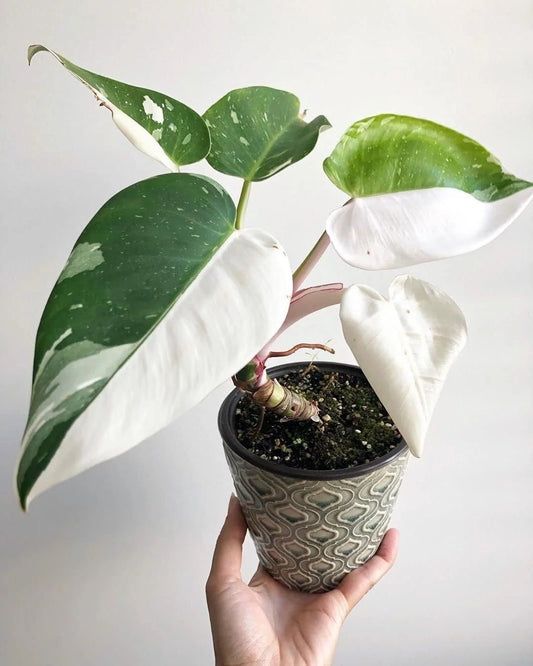 Philodendron white princess فيلوديندرون وايت برينسيس