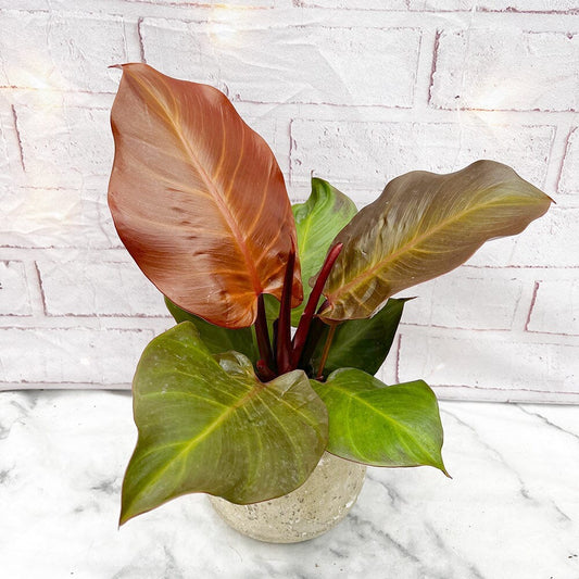 Philodendron Sunlight فيلوديندرون صنلايت