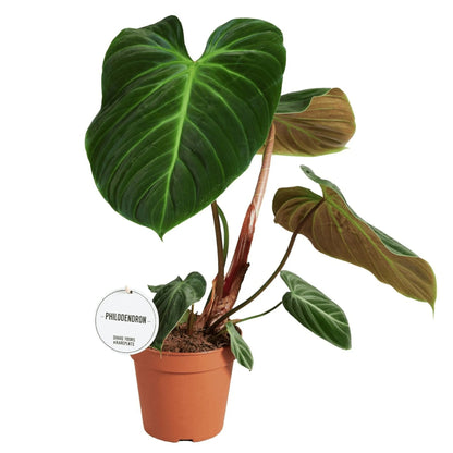 Philodendron Philodendron El Choco Red فيلوديندرون إيل تشوكو ريد