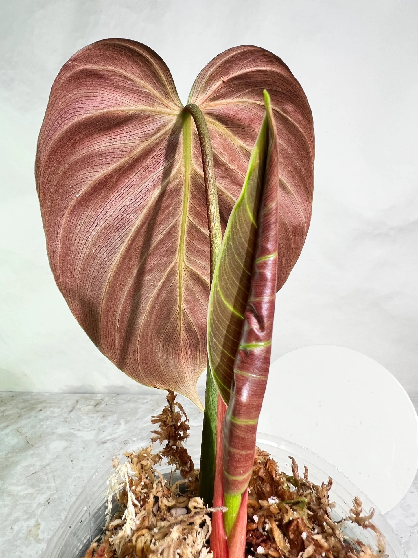 Philodendron Philodendron El Choco Red فيلوديندرون إيل تشوكو ريد