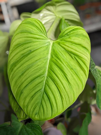 Philodendron Fuzzy Petiole  فيلوديندرون فازي بتيول