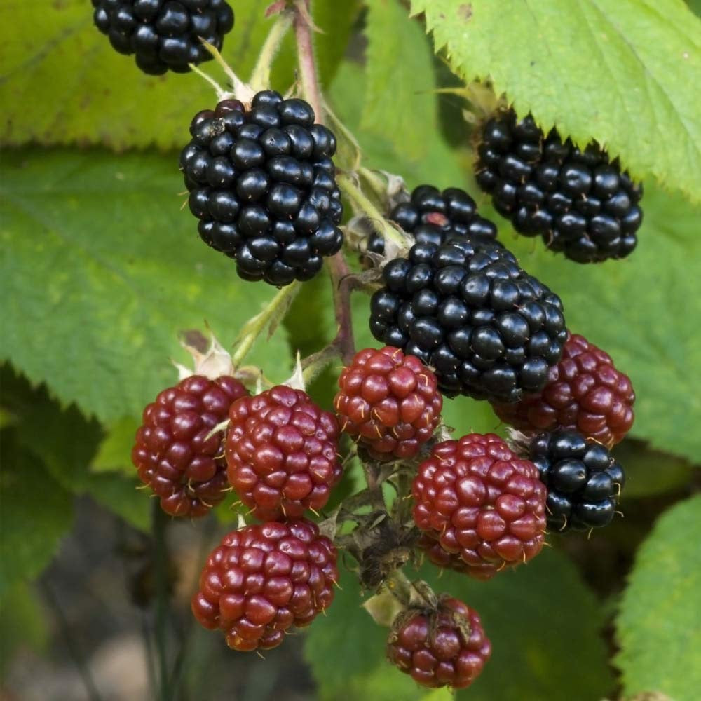 blackberry thornless