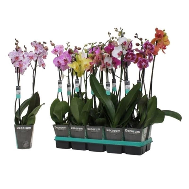 اوركيد ساقين