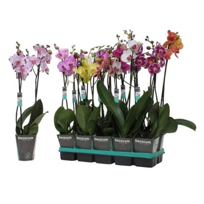 اوركيد ساقين