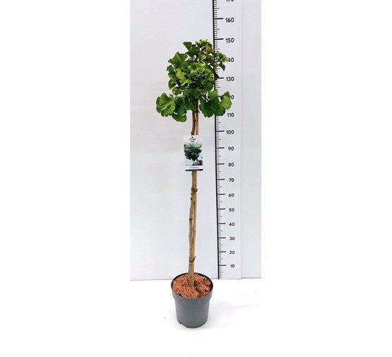 Ginkgo biloba Ginkgo biloba 'Troll' - 90 stem - 2 jr. crown