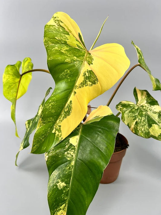 philodendron domesticum veriegatum