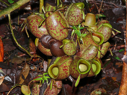 nepenthes ampullaria small