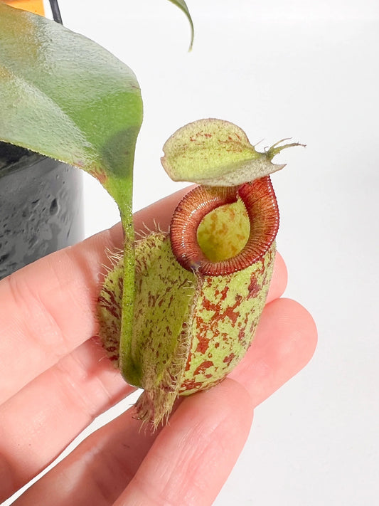 nepenthes ampullaria small