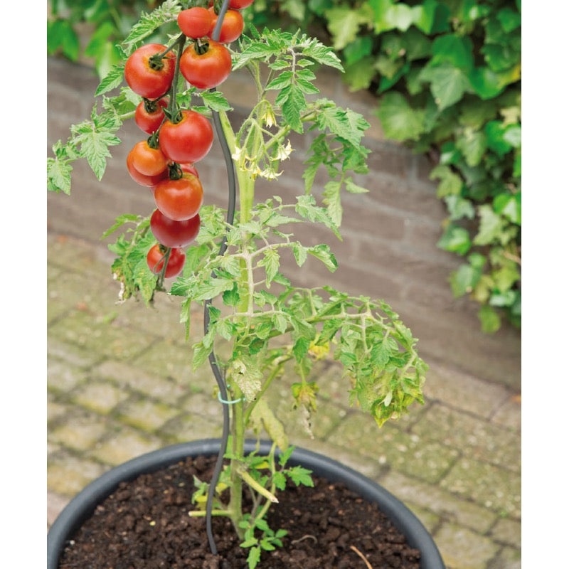 SOGO Tomato Spiral 3st 1.8m