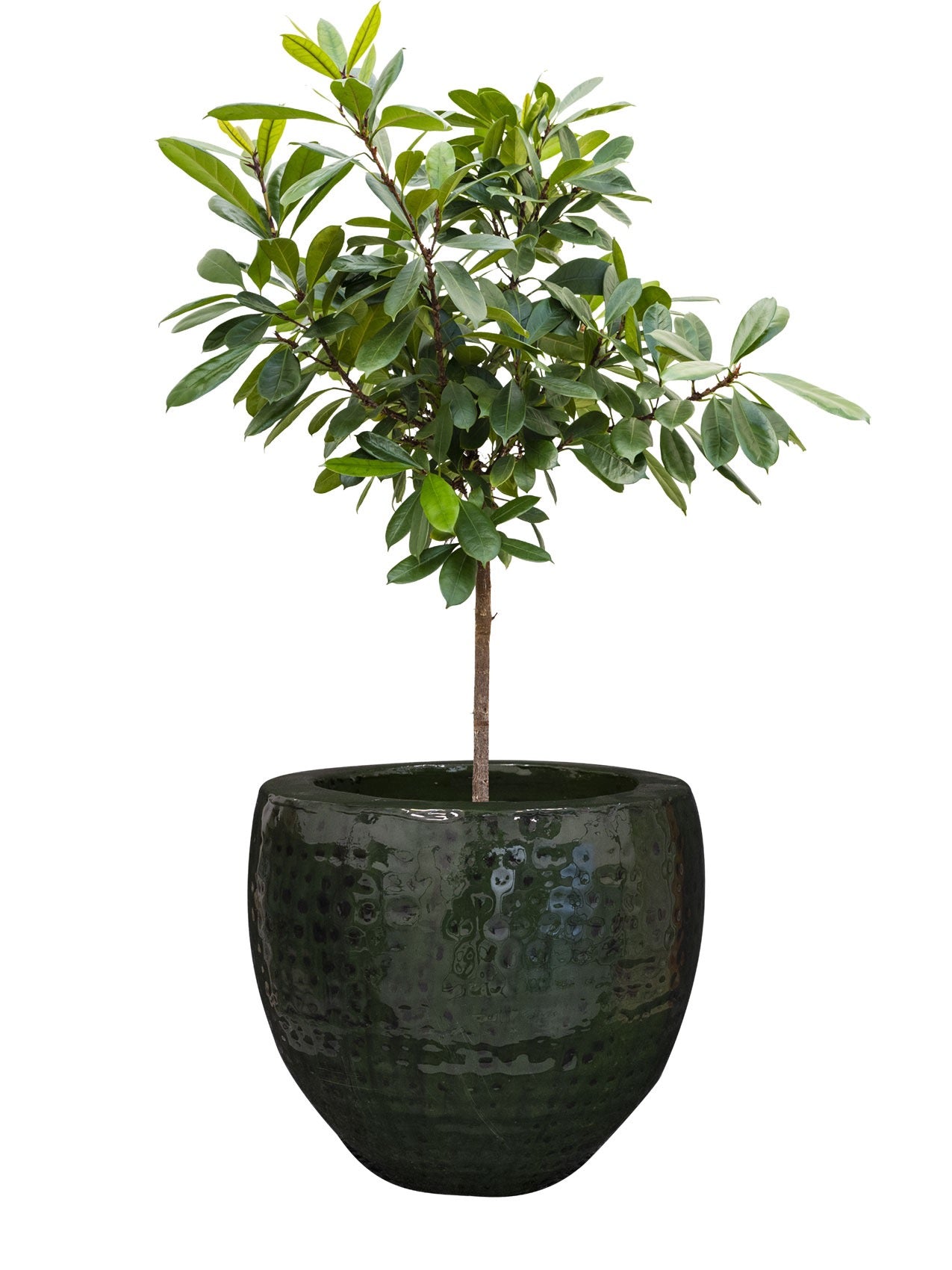 Pot Thom forest D30 H27