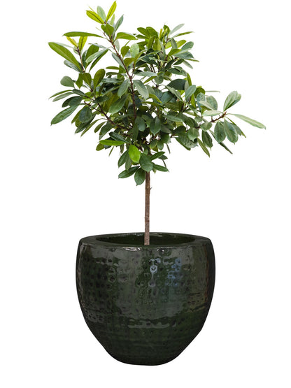Pot Thom forest D30 H27