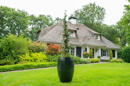 Pot Thom forest D62 H88