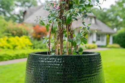 Pot Thom forest D44 H69