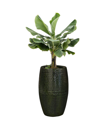 Pot Thom forest D62 H88