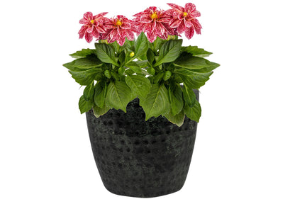 Pot Roan black