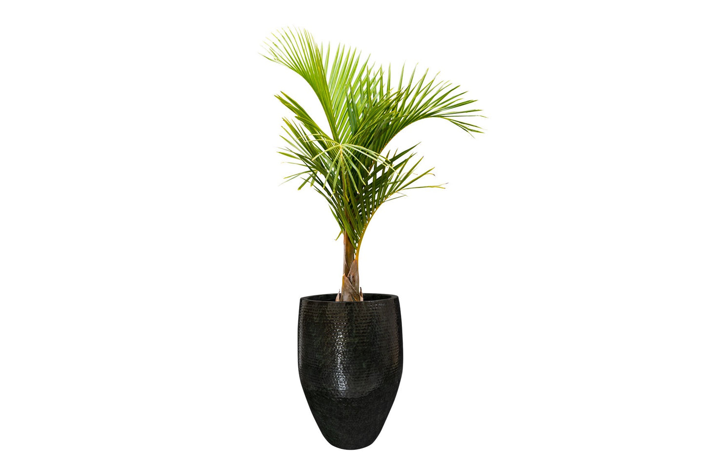 Pot tall Thom black