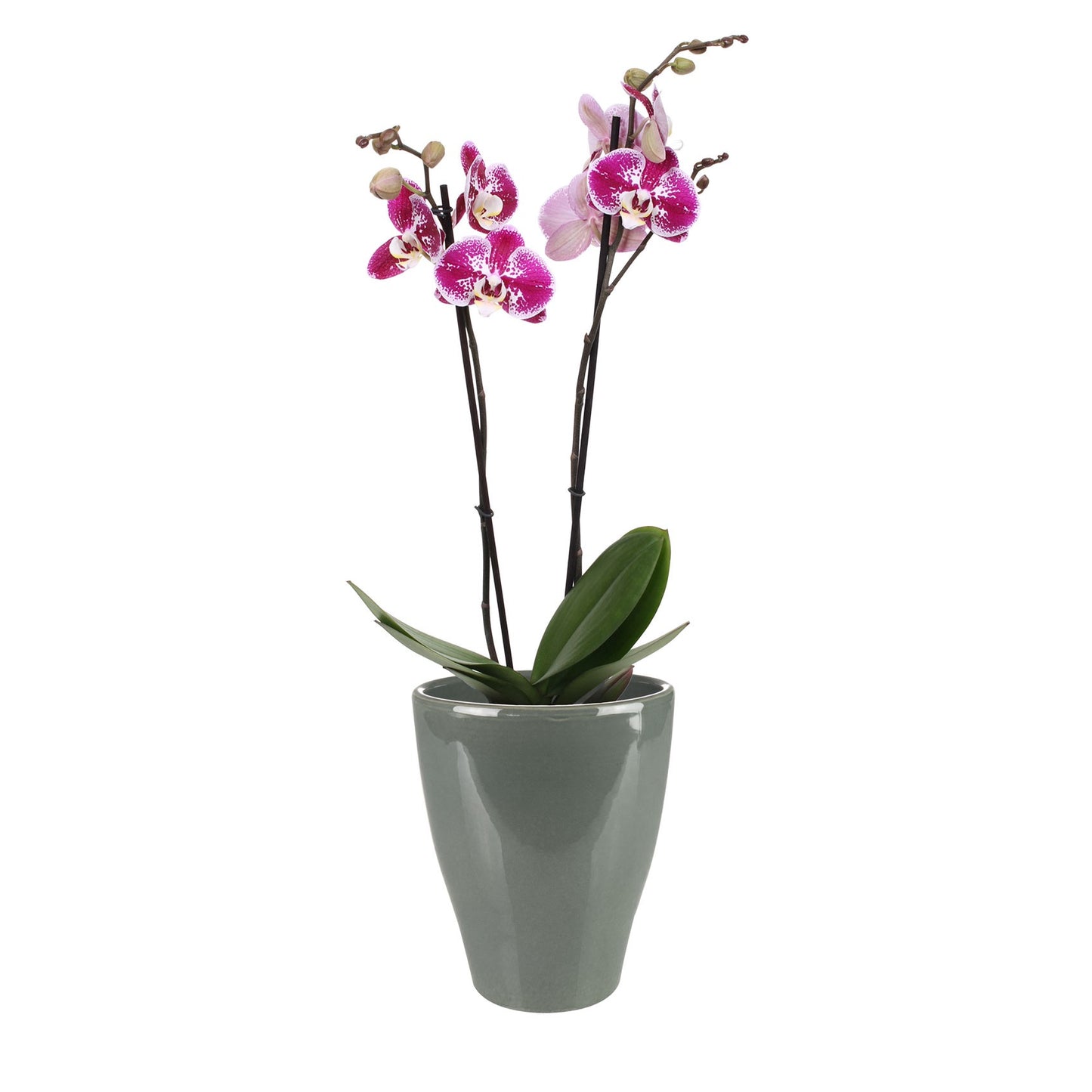 Pot tall Sven anthracite D14 H17