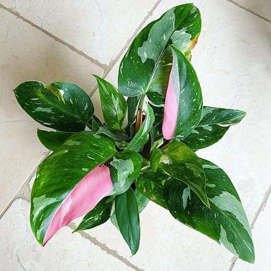 Philodendron tricolour