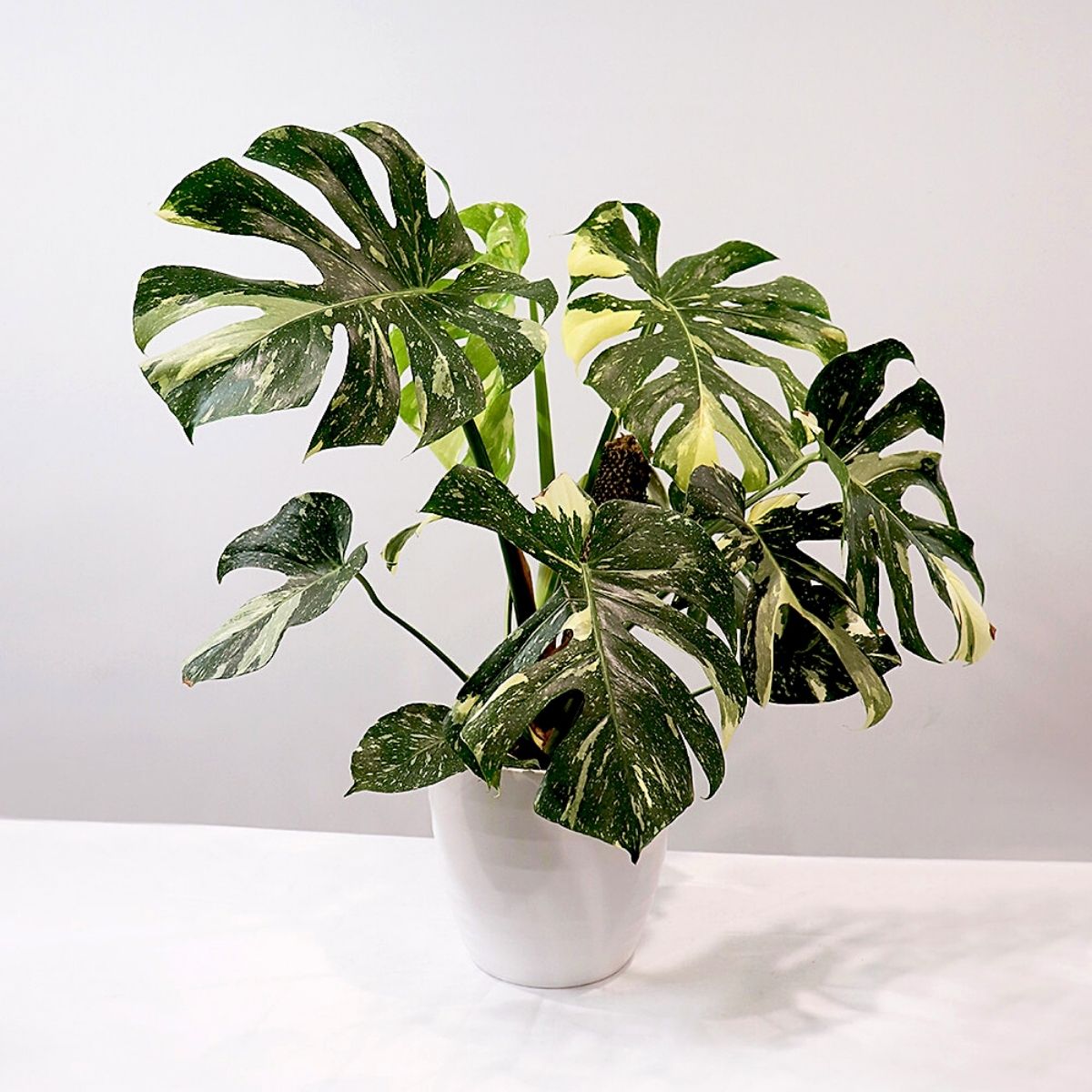 Monstera del. thai constellation 70cm