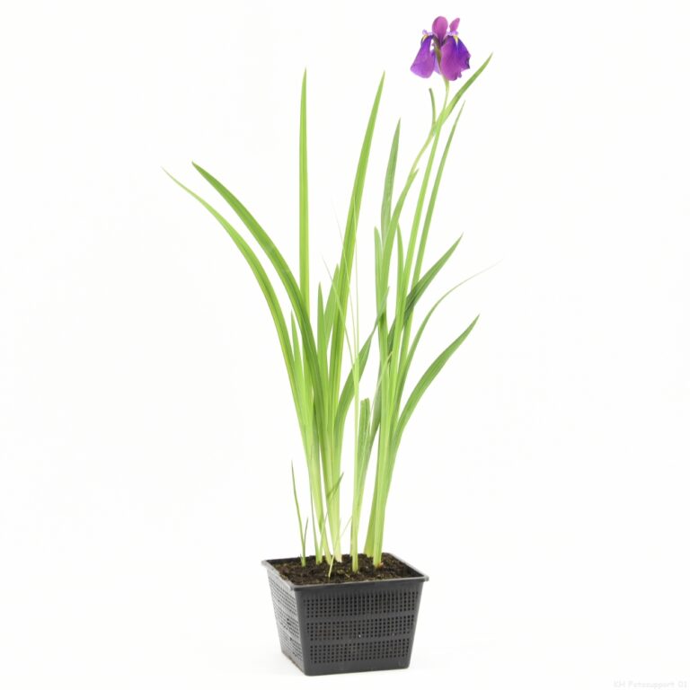 Iris kaempferi (18x18)