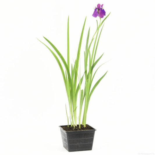 Iris kaempferi (18x18)