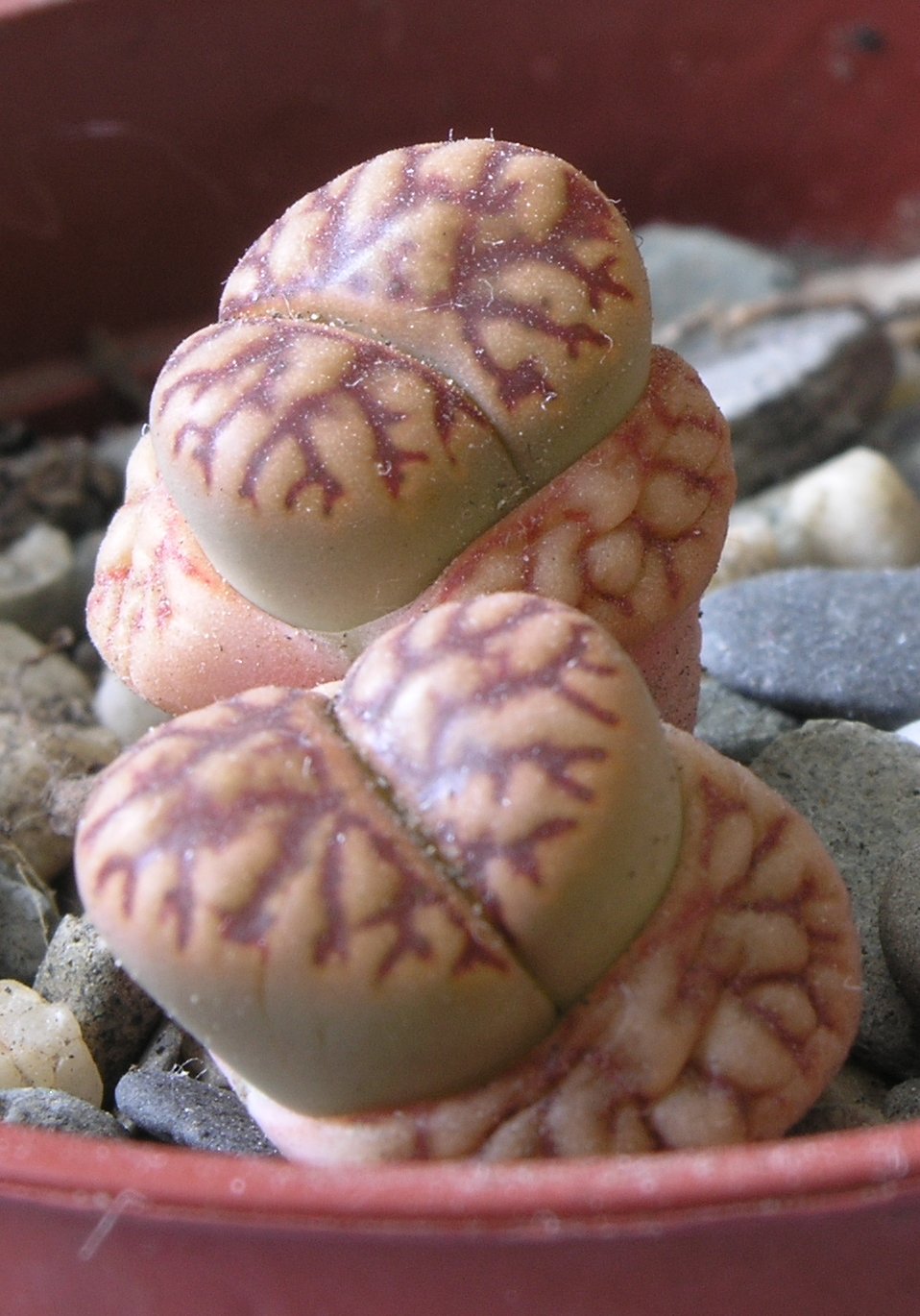 Lithops hybride صبار حجري