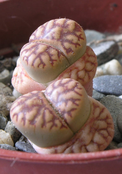 Lithops hybride صبار حجري