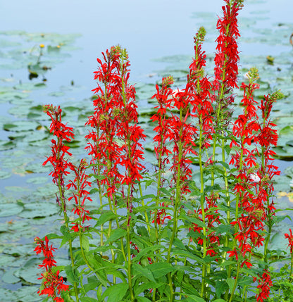 lobelia cardinalis