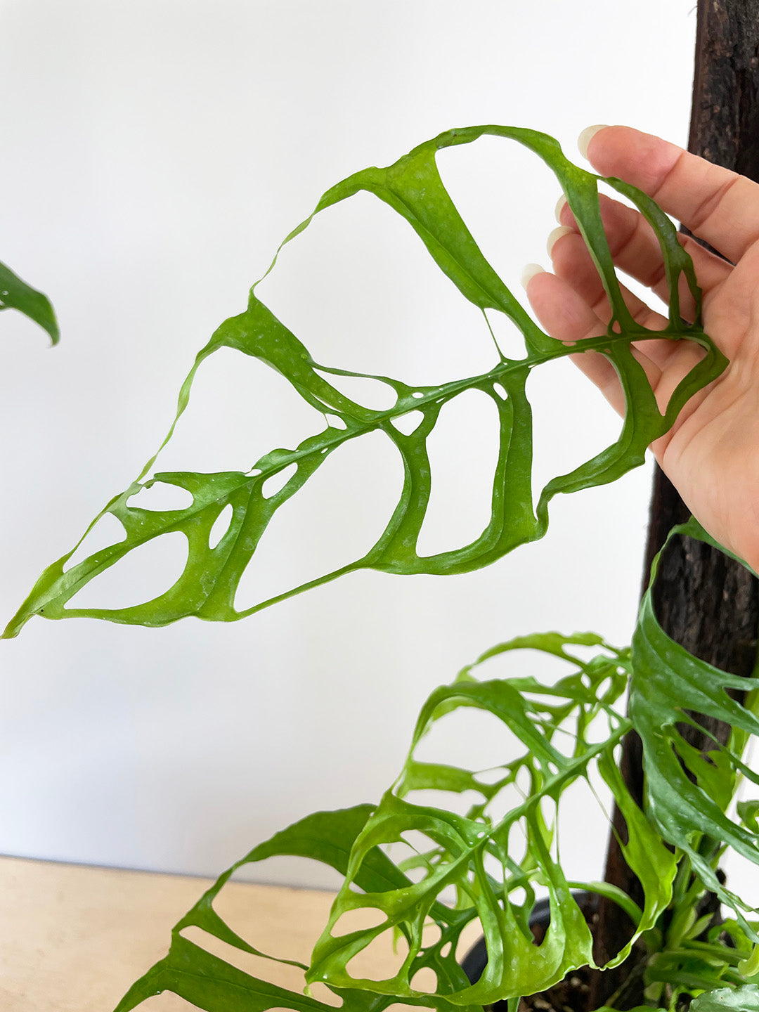 monstera obliqua مونستيرا أوبليكوا